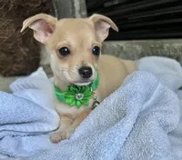 Fawn M, a male Chihuahua for sale in Greenwood, SC – Photo 2 of 7