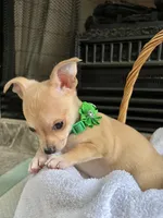 Fawn M, a male Chihuahua for sale in Greenwood, SC – Photo 3 of 7