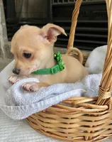 Fawn M, a male Chihuahua for sale in Greenwood, SC – Photo 5 of 7