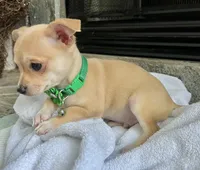 Fawn M, a male Chihuahua for sale in Greenwood, SC – Photo 6 of 7