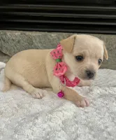 Cream F, a female Chihuahua for sale in Greenwood, SC – 3 of 8