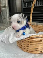 Blue Merle M, a male Chihuahua for sale in Greenwood, SC – 4 of 6
