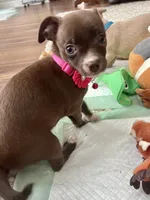 Chocolate F, a female Chihuahua for sale in Greenwood, SC – 2 of 10