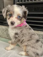 Blue Merle F Toy Aussie, a female Toy Australian Shepherd for sale in Greenwood, SC – 2 of 6