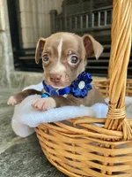 Chocolate M, a male Chihuahua for sale in Greenwood, SC – Photo 4 of 6