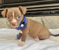 Chocolate M, a male Chihuahua for sale in Greenwood, SC – Photo 5 of 6