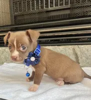 Chocolate M, a male Chihuahua for sale in Greenwood, SC – Photo 3 of 6