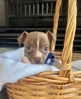 Chocolate M, a male Chihuahua for sale in Greenwood, SC – Photo 6 of 6