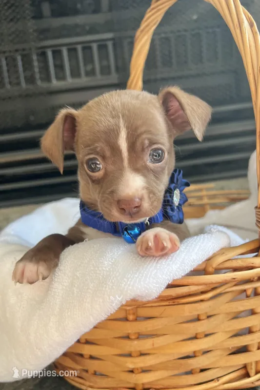 Chocolate M, a male Chihuahua for sale in Greenwood, SC – Photo 1 of 6