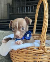 Chocolate M, a male Chihuahua for sale in Greenwood, SC – Photo 2 of 6