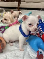 White M, a male Chihuahua for sale in Greenwood, SC – 10 of 10