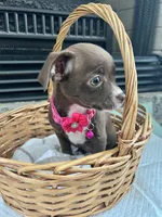 Chocolate F, a female Chihuahua for sale in Greenwood, SC – 7 of 10