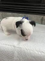 Black and White LC M, a male Chihuahua for sale in Greenwood, SC – 5 of 6