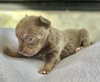 Lilac Tri LC F, a female Chihuahua for sale in Greenwood, SC – Photo 4 of 5