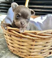 Lilac Tri LC F, a female Chihuahua for sale in Greenwood, SC – Photo 5 of 5