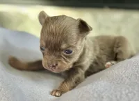 Lilac Tri LC F, a female Chihuahua for sale in Greenwood, SC – Photo 2 of 5