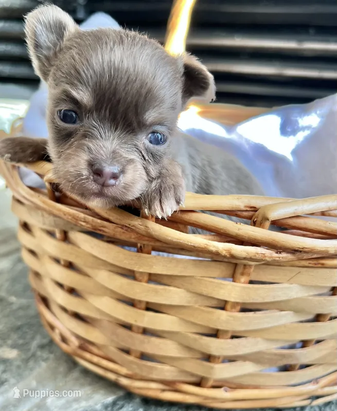 Lilac Tri LC F, a female Chihuahua for sale in Greenwood, SC – Photo 1 of 5