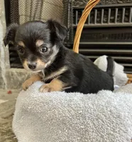 Black Tri LC F, a female Chihuahua for sale in Greenwood, SC – Photo 2 of 2