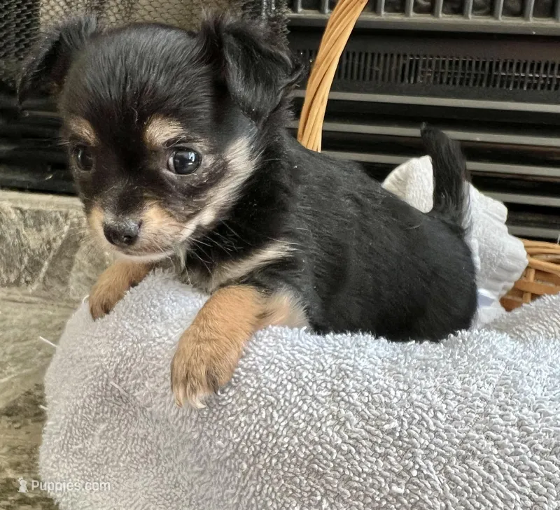 Black Tri LC F, a female Chihuahua for sale in Greenwood, SC – Photo 1 of 2