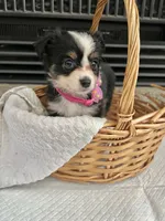 Black Tri F Toy Aussie small, a female Toy Australian Shepherd for sale in Greenwood, SC – 8 of 10