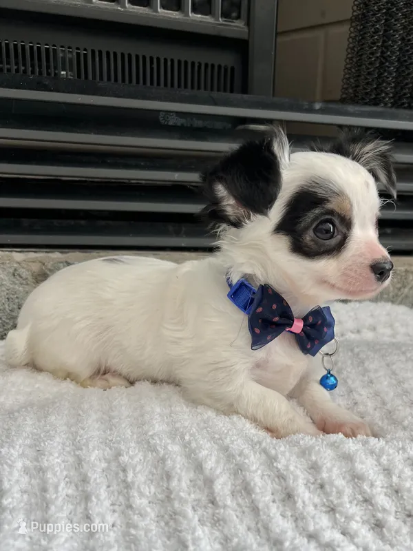 Black and White LC M – Chihuahua puppy for sale in Greenwood, SC