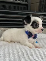Black and White LC M, a male Chihuahua for sale in Greenwood, SC – 1 of 9