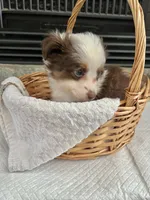 Red Tri M Toy Aussie, a male Toy Australian Shepherd for sale in Greenwood, SC – 8 of 8
