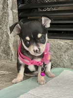 Black Tri smooth coat F, a female Chihuahua for sale in Greenwood, SC – 2 of 4