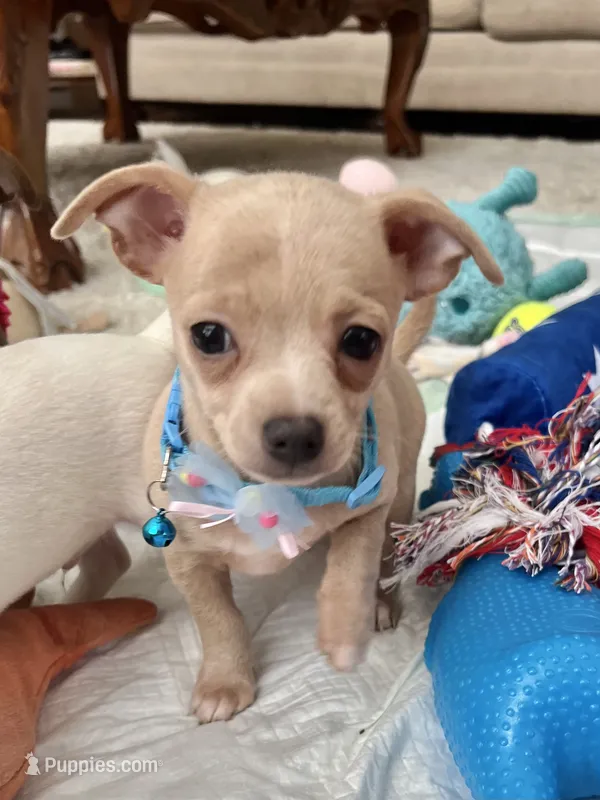 Fawn M – Chihuahua puppy for sale in Greenwood, SC