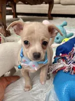 Fawn M, a male Chihuahua for sale in Greenwood, SC – 8 of 9