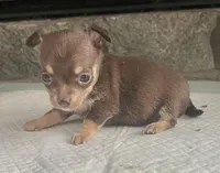 Choco tri SC F, a female Chihuahua for sale in Greenwood, SC – Photo 1 of 5