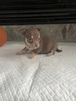 Choco tri SC F, a female Chihuahua for sale in Greenwood, SC – Photo 4 of 5