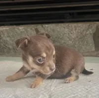 Choco tri SC F, a female Chihuahua for sale in Greenwood, SC – Photo 2 of 5