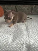 Choco tri SC F, a female Chihuahua for sale in Greenwood, SC – Photo 3 of 5