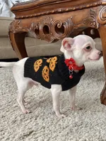 White M, a male Chihuahua for sale in Greenwood, SC – 5 of 10