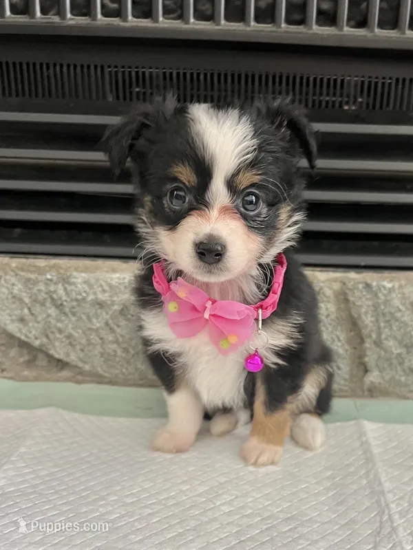 Black Tri F Toy Aussie small – Toy Australian Shepherd puppy for sale in Greenwood, SC