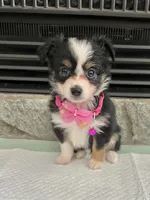 Black Tri F Toy Aussie small, a female Toy Australian Shepherd for sale in Greenwood, SC – 1 of 10