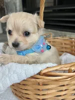 Cream long coat M, a male Chihuahua for sale in Greenwood, SC – 8 of 8