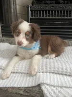 Red Tri M Toy Aussie, a male Toy Australian Shepherd for sale in Greenwood, SC – 5 of 9