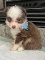 Red Tri Male Toy Aussie 2, a male Toy Australian Shepherd for sale in Greenwood, SC – 3 of 10