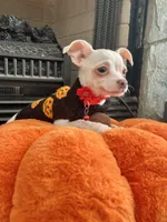 White M, a male Chihuahua for sale in Greenwood, SC – 10 of 10