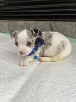 Blue Merle M, a male Chihuahua for sale in Greenwood, SC – 5 of 6