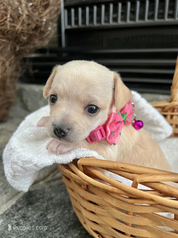 Cream F – Chihuahua puppy for sale in Greenwood, SC