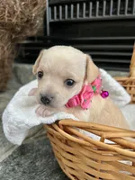 Cream F, a female Chihuahua for sale in Greenwood, SC – 1 of 8