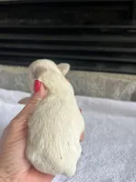 White LC F, a female Chihuahua for sale in Greenwood, SC – Photo 3 of 3