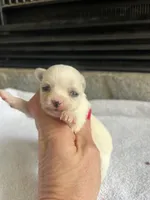 White LC F, a female Chihuahua for sale in Greenwood, SC – Photo 1 of 3