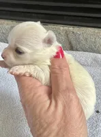 White LC F, a female Chihuahua for sale in Greenwood, SC – Photo 2 of 3