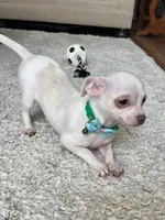 White M, a male Chihuahua for sale in Greenwood, SC – 7 of 10