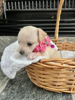 Cream F, a female Chihuahua for sale in Greenwood, SC – 6 of 8