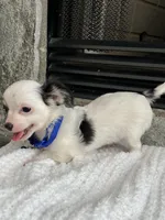 Black and White LC M, a male Chihuahua for sale in Greenwood, SC – 4 of 9